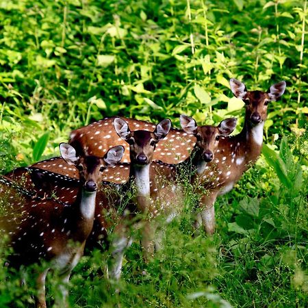 Vayal Veedu - Luxury Farm Villas By The Woods Muthanga 外观 照片