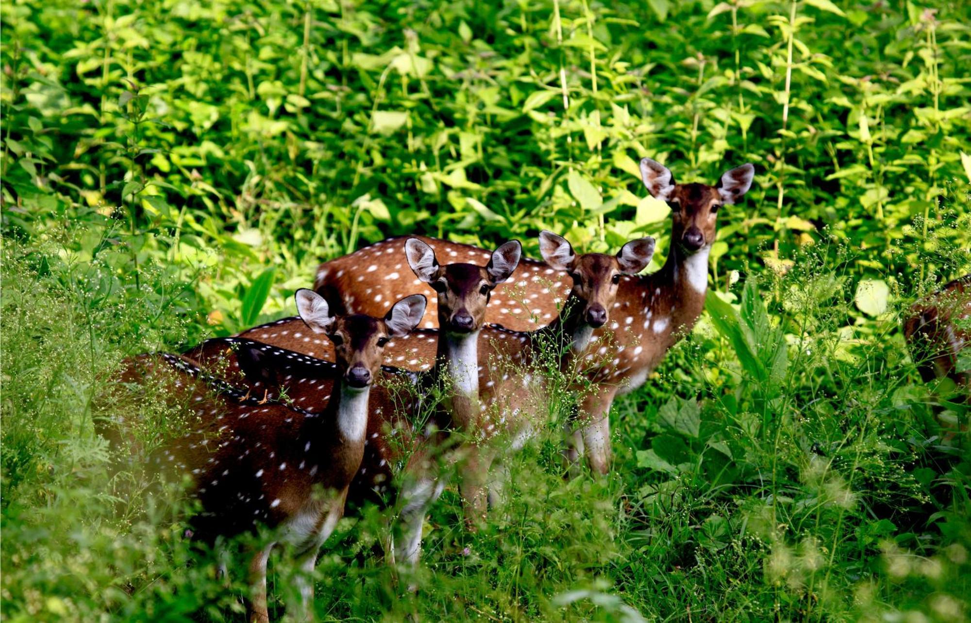 Vayal Veedu - Luxury Farm Villas By The Woods Muthanga 外观 照片